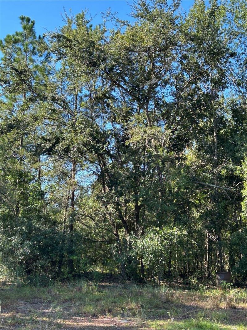 Quail Hollow Blvd Boulevard, Wesley Chapel, FL 33544 Photo