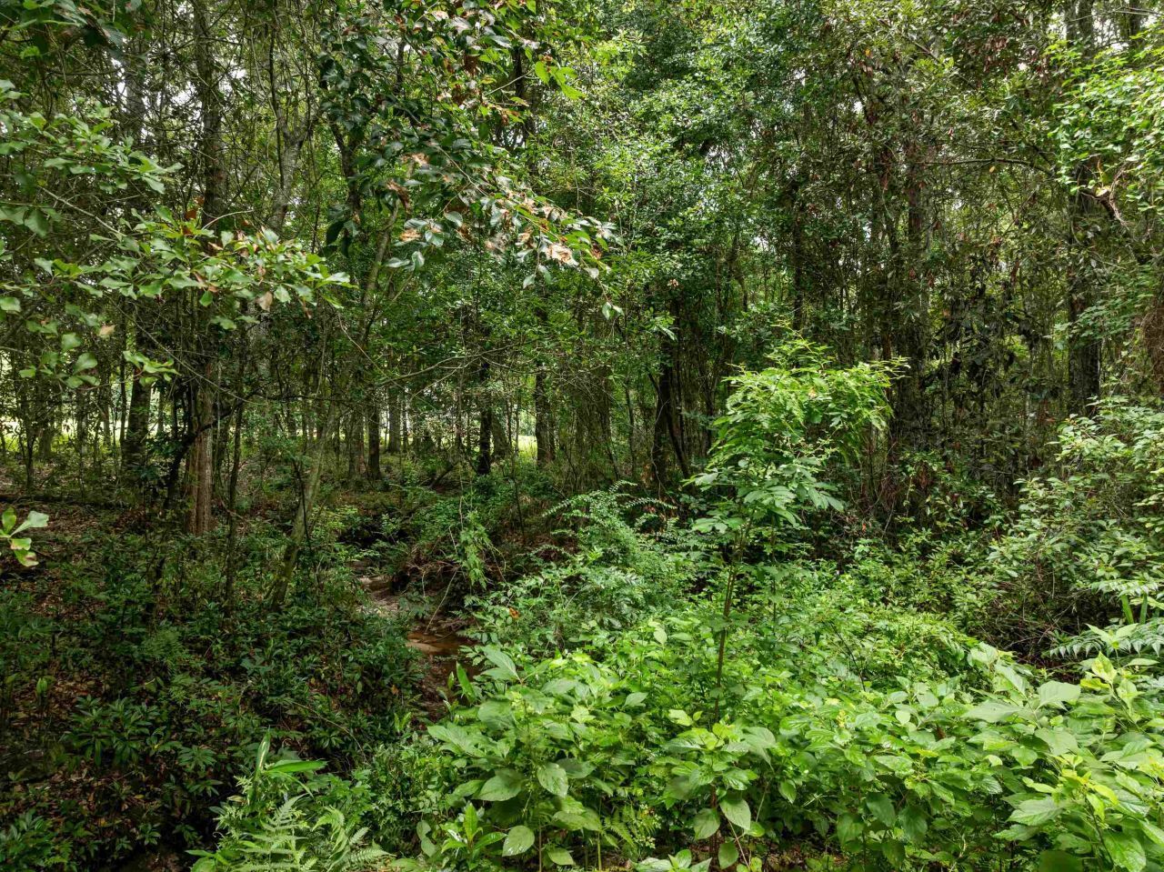 825 Rainey Run, Monticello, FL 32344 Photo