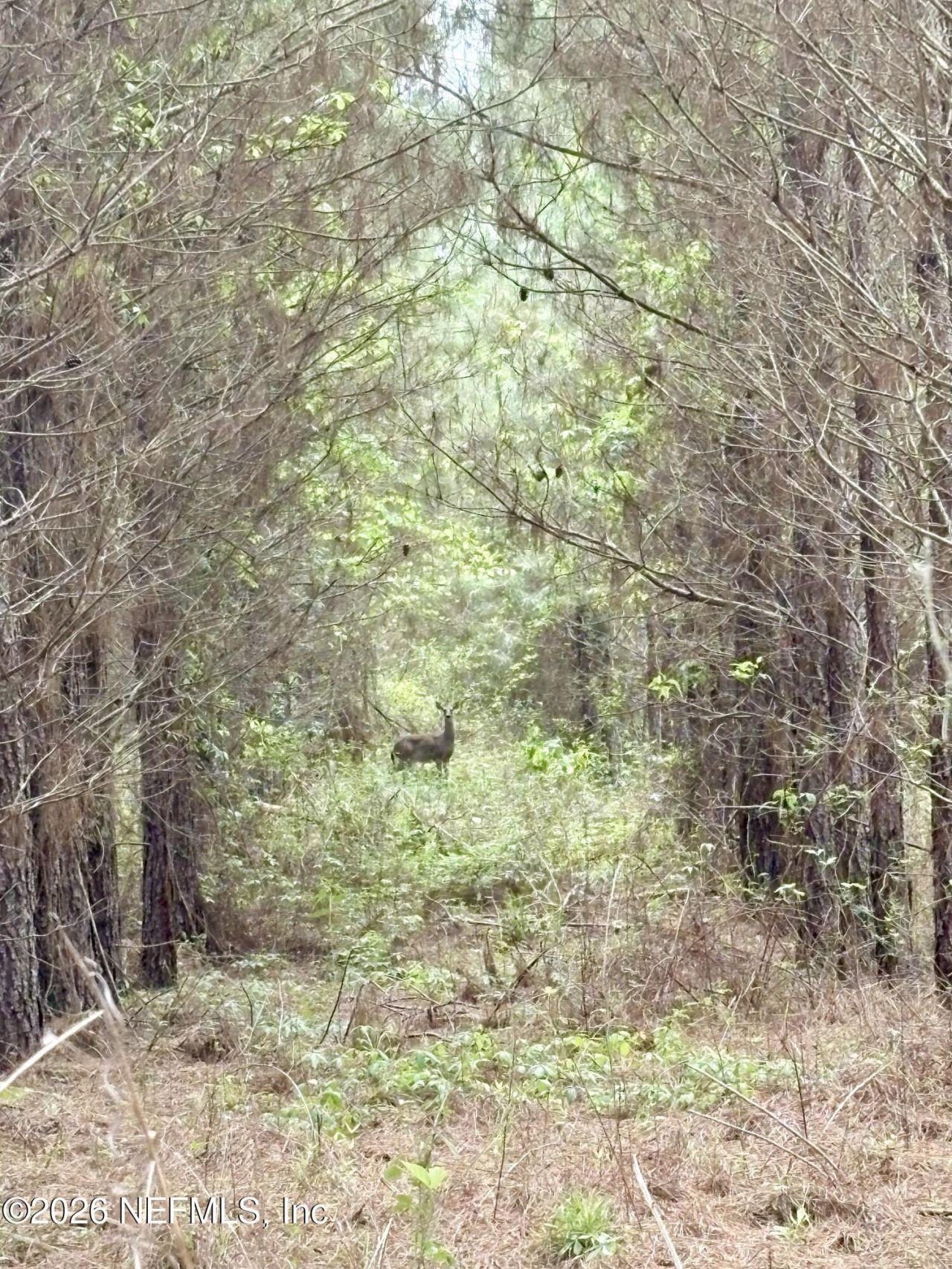 3500 NE Rocky Ford Road, Madison, FL 32340 Photo