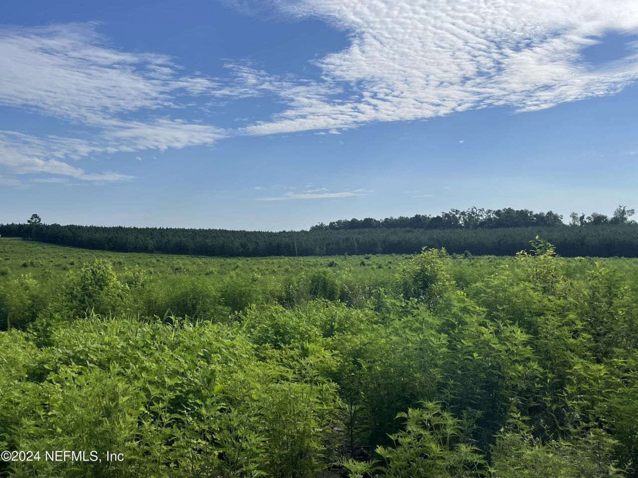 3600 NE Rocky Ford Road, Madison, FL 32340 Photo