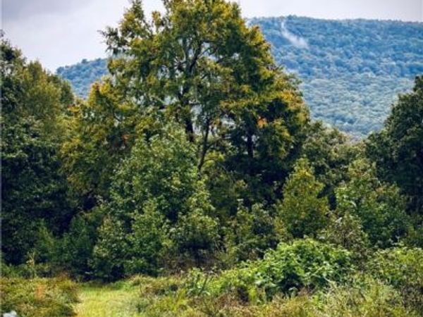 NC 8465, Parthenon, AR 72666