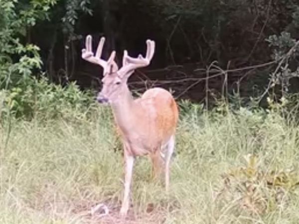 0 Abbeville Highway, Pineview, GA 31071