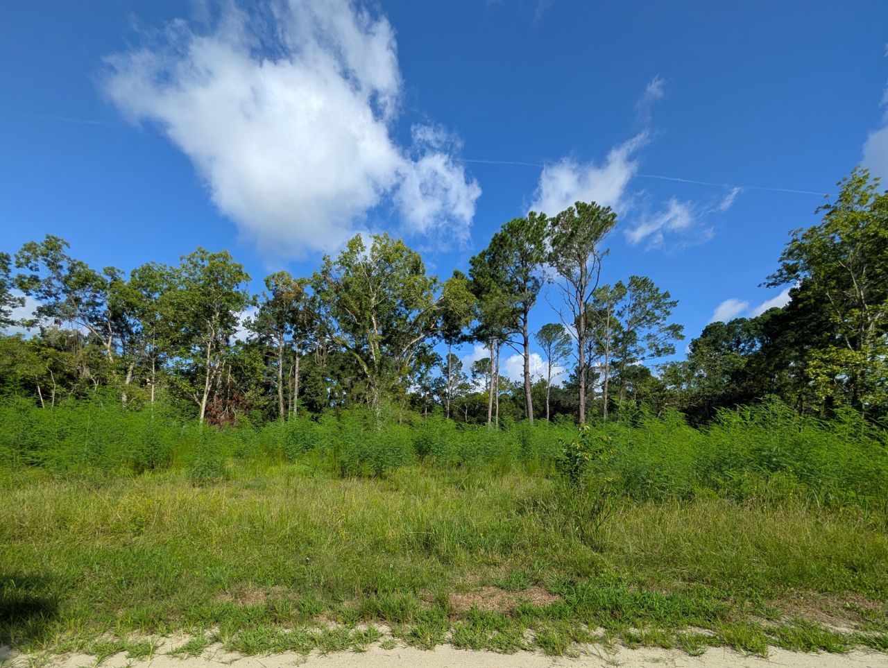 318 Mcclellan Avenue Photo 4