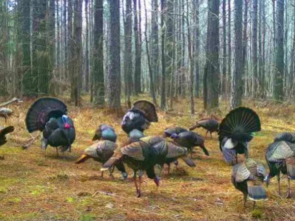 0 Pleasant Hill Road, Ashland, MS 38603