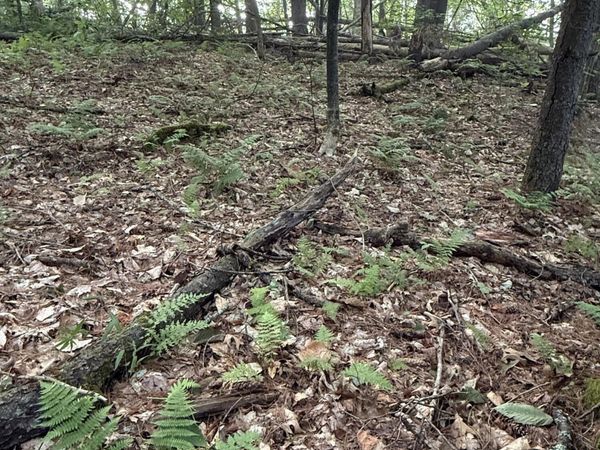 342 Dickinson Hill Road, Bolton, NY 12824