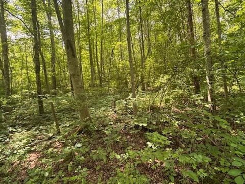 14500 Wolfe Road, Amesville, OH 45711 Photo 3