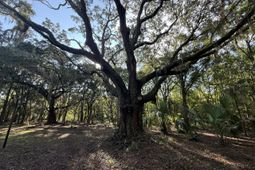 7939 Legare Road photo 4