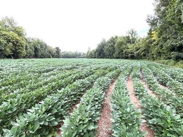 00 Bond Cemetery Road, Denmark, TN 38391