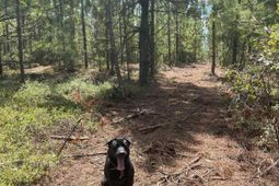 Ppf 11 Payne Pond Road photo 4