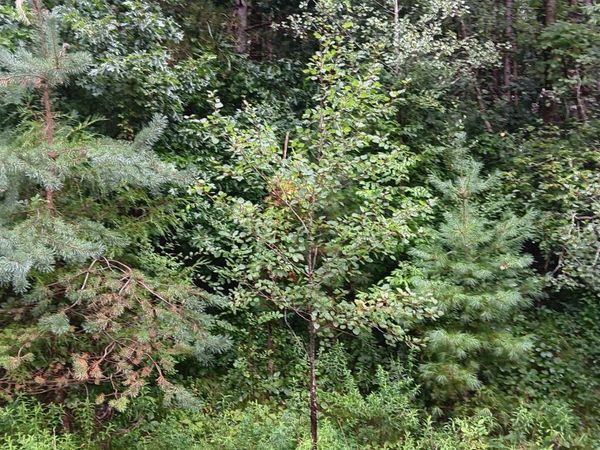 24 Bennington Greens , Owosso, MI 48867