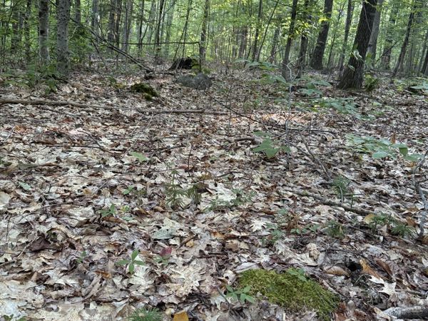 354 Dickinson Hill Road, Bolton, NY 12824