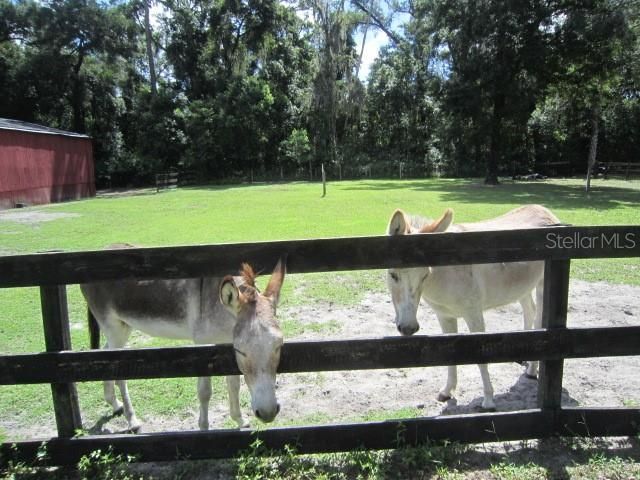 975 Rolling Acres Drive, Deland, FL 32720 Photo