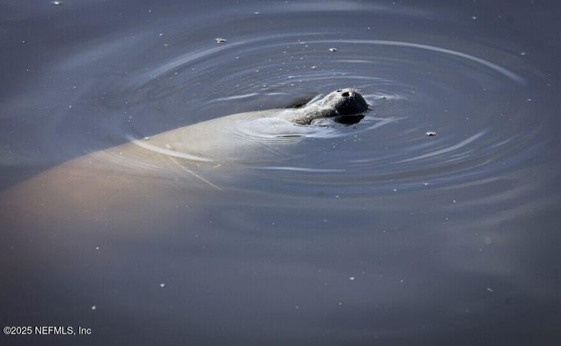 5590 La Moya Avenue, Jacksonville, FL 32210 Photo