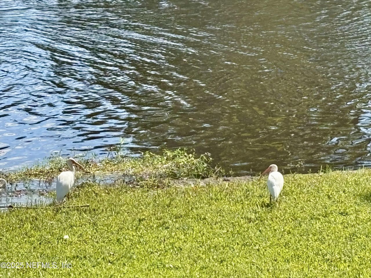 5590 La Moya Avenue, Jacksonville, FL 32210 Photo