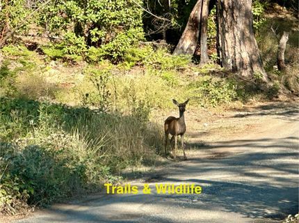Azalea Ln, Berry Creek, CA 95916 Photo