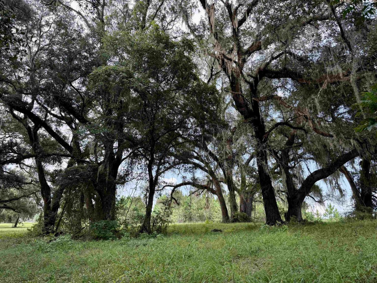 0 Walnut Grove Court, Tallahassee, FL 32305 Photo