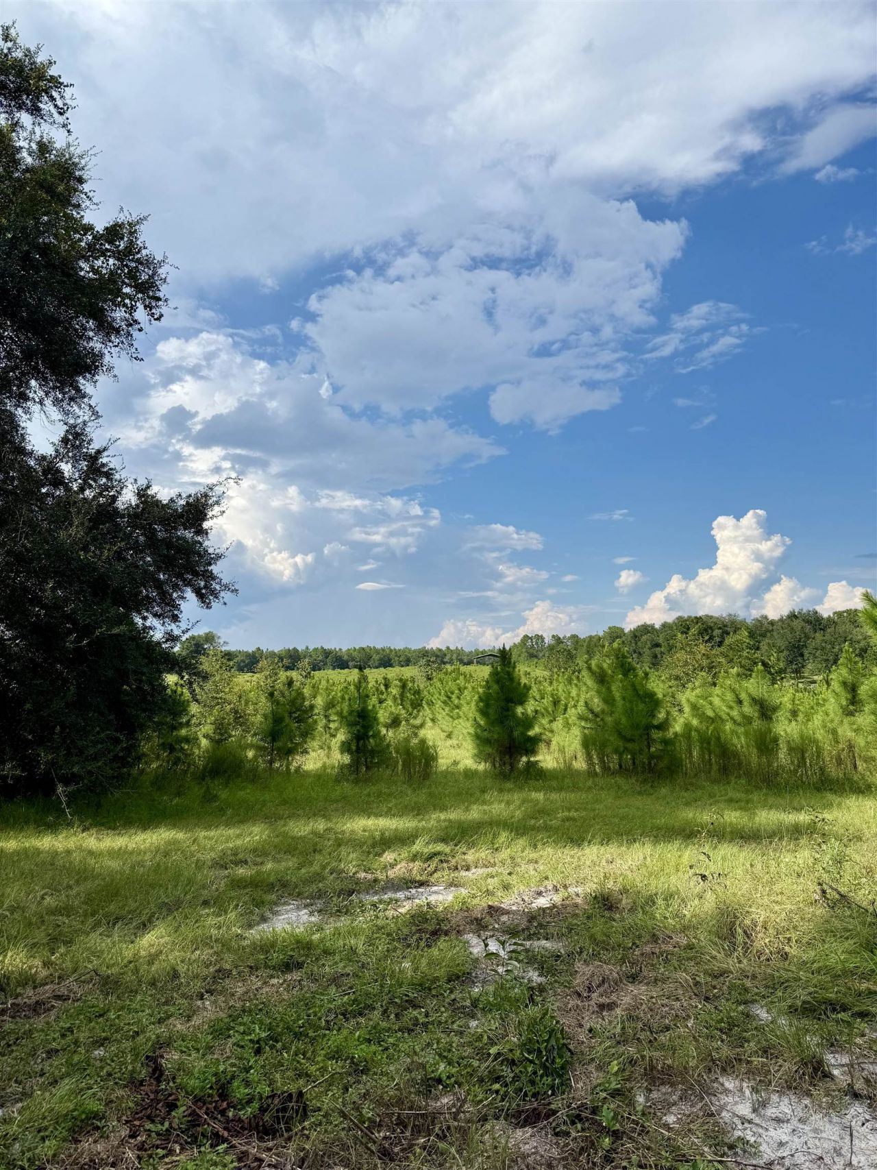 0 Walnut Grove Court, Tallahassee, FL 32305 Photo