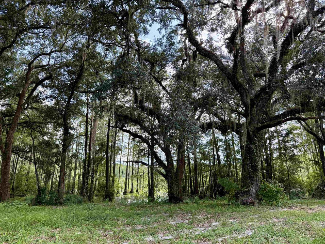 0 Walnut Grove Court, Tallahassee, FL 32305 Photo