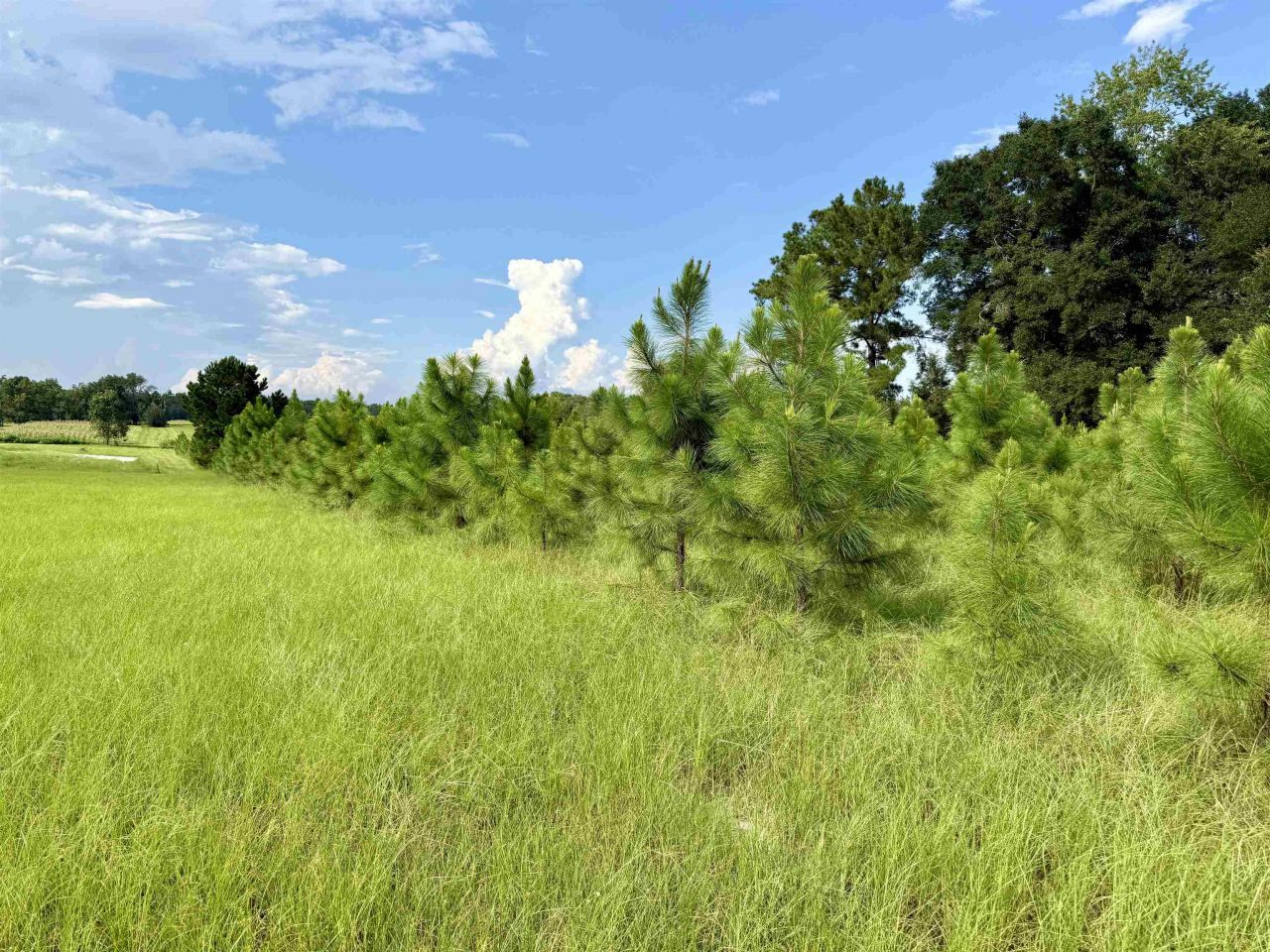 0 Walnut Grove Court, Tallahassee, FL 32305 Photo