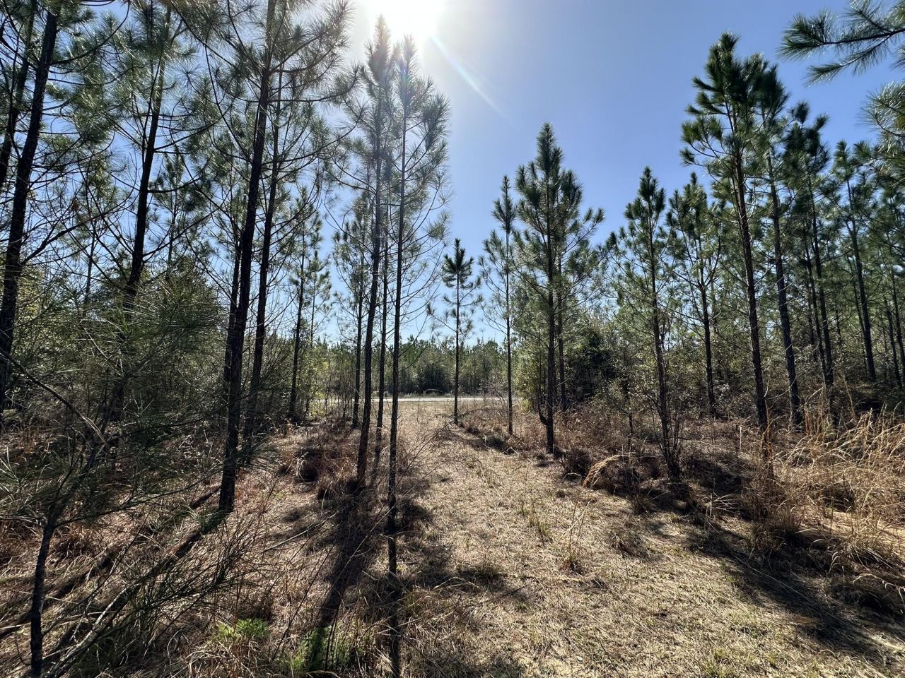 Tract#6416 Douglas Ferry North Road, Caryville, FL 32427 Main Photo