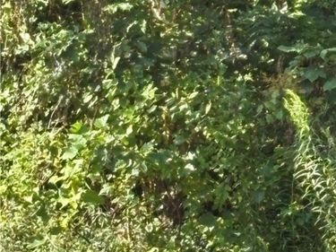 0 Pellet Road, Hannibal, NY 13074