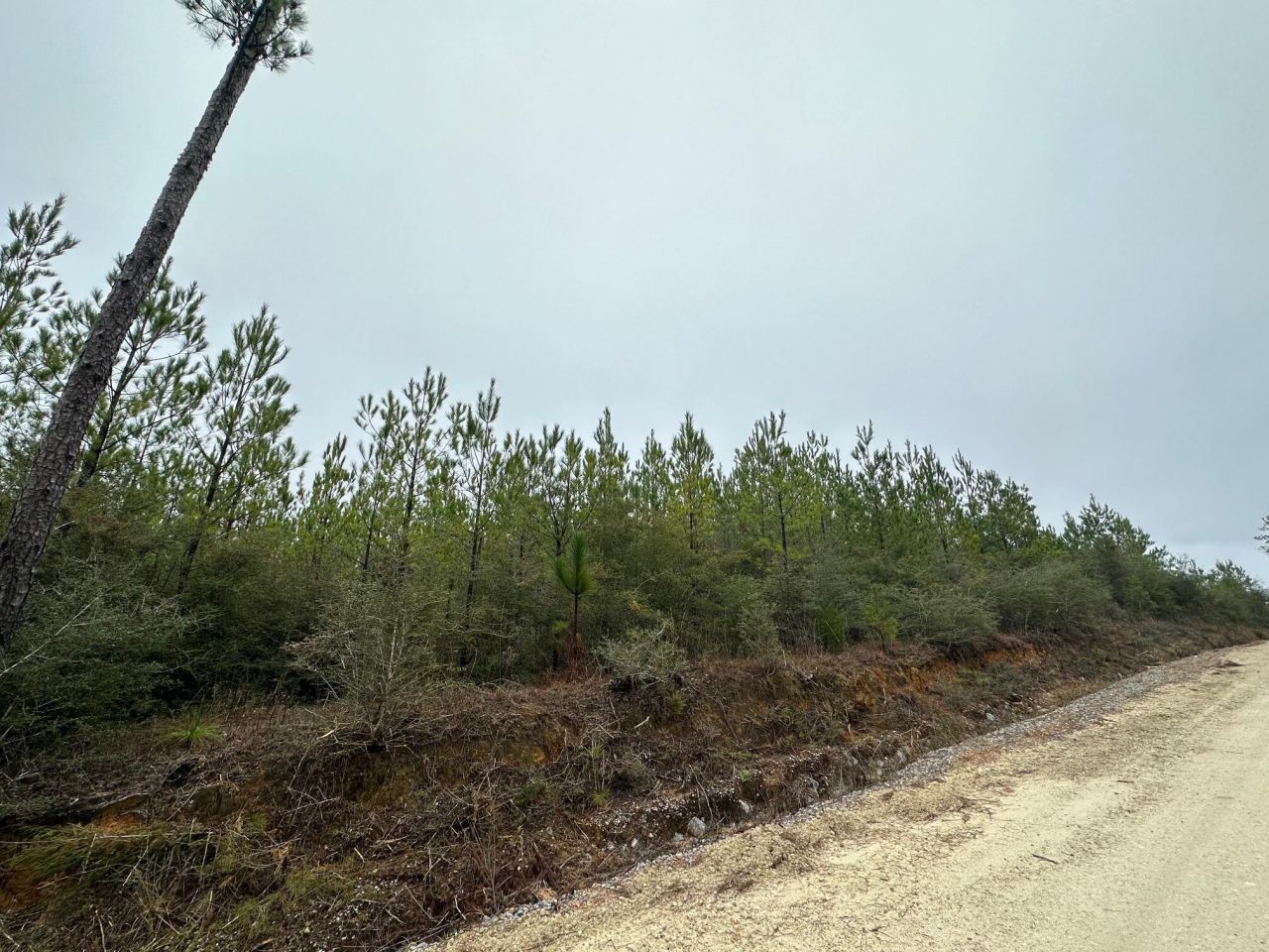 Tract#6418 N Mattox Springs Road, Lot #N1, Caryville, FL 32427 Main Photo
