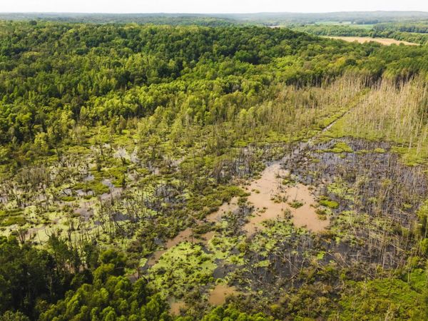 0 Baxter Road, Counce, TN 38326