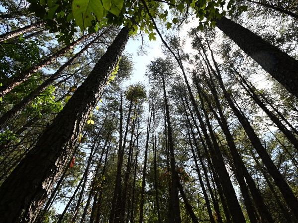 0 Flippo Branch Rd, Clifton, TN 38425