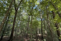 0 Off North Road photo 4