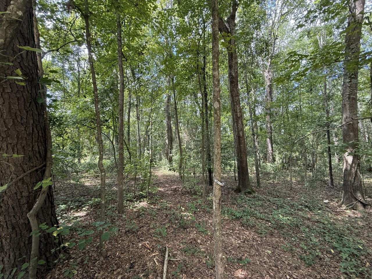 0 Off North Road Photo 5