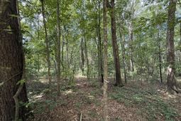 0 Off North Road photo 4