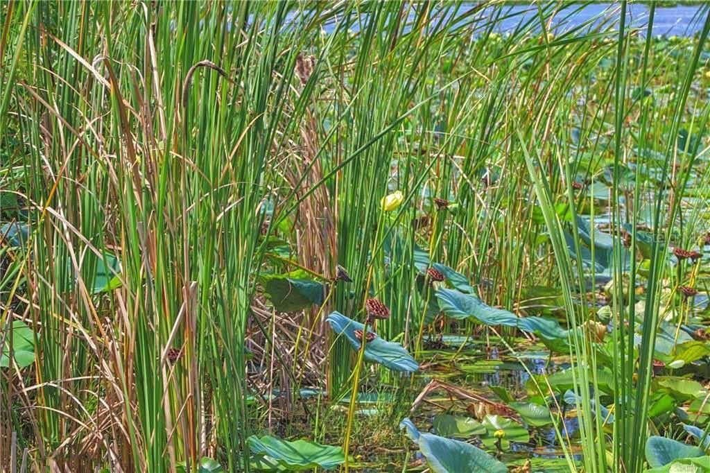 0 Jennings Fish Camp Road, Lake Wales, FL 33898 Photo