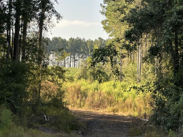 Tract#6201 Doyle Morgan Road, DeFuniak Springs, FL 32433