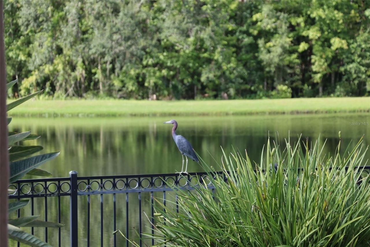 102 Acadia Terrace, Celebration, FL 34747 Photo