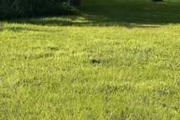 Tbd Grackle Ln. photo 4