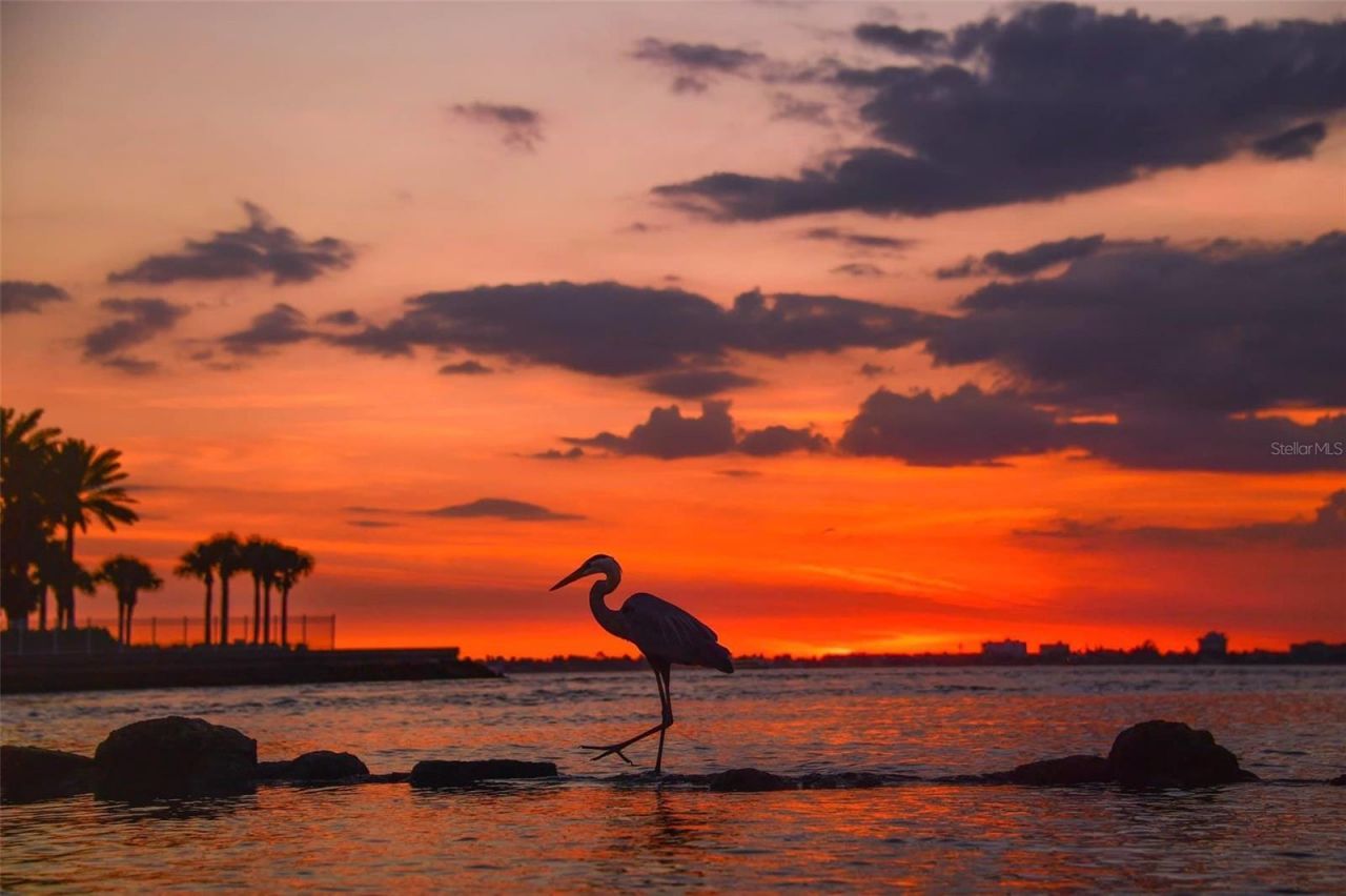 4603 Osprey Drive S, Saint Petersburg, FL 33711 Photo