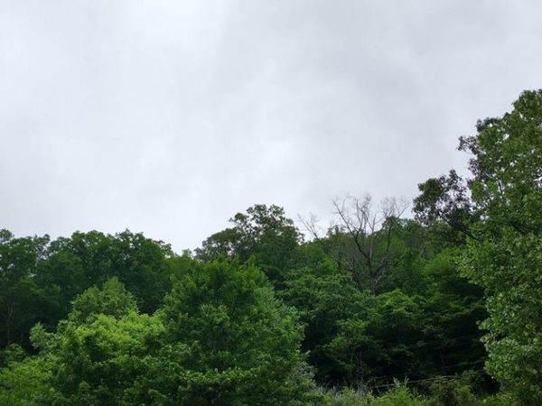 186 Old Davy Rd, Davy, WV 24828