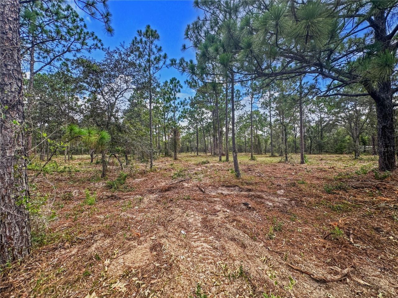 0 Sunshine Grove Road, Brooksville, FL 34613 Photo