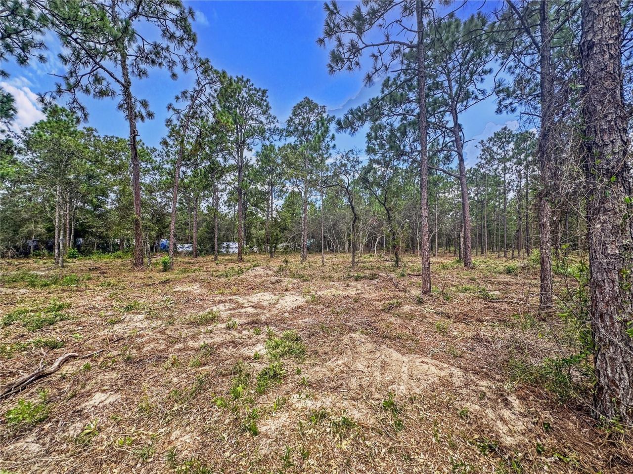 0 Sunshine Grove Road, Brooksville, FL 34613 Photo