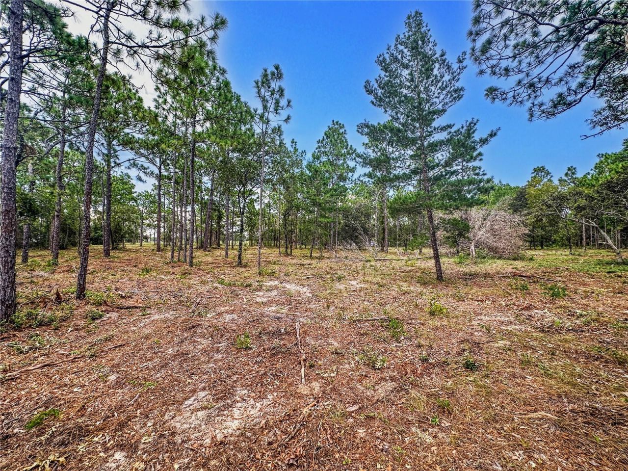 0 Sunshine Grove Road, Brooksville, FL 34613 Photo