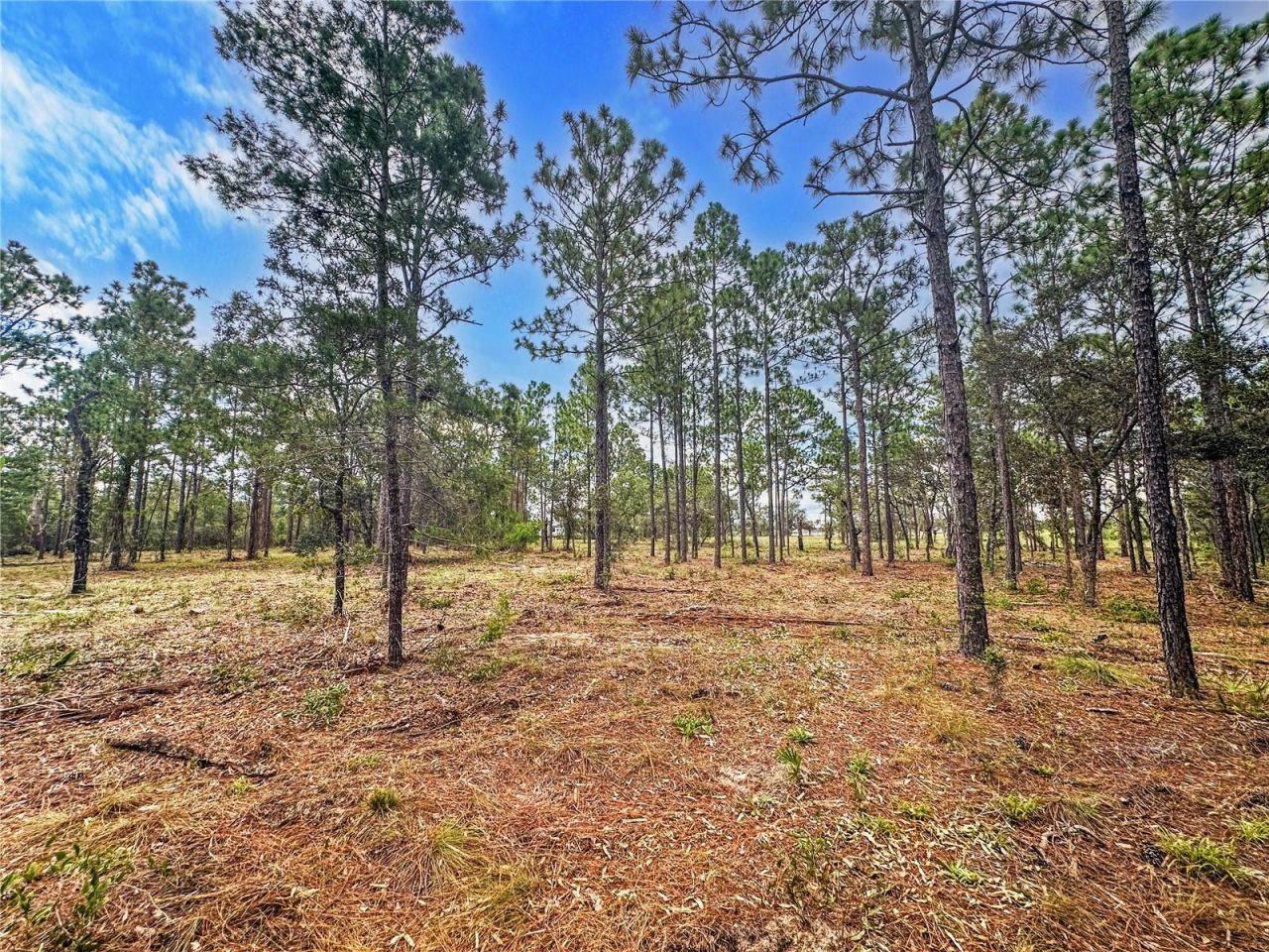 0 Sunshine Grove Road, Brooksville, FL 34613 Photo