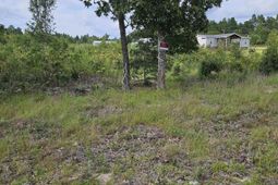 736 Bush Berry Road photo 4