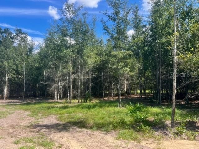 4899 NW 36th Street, Bell, FL 32619 Photo