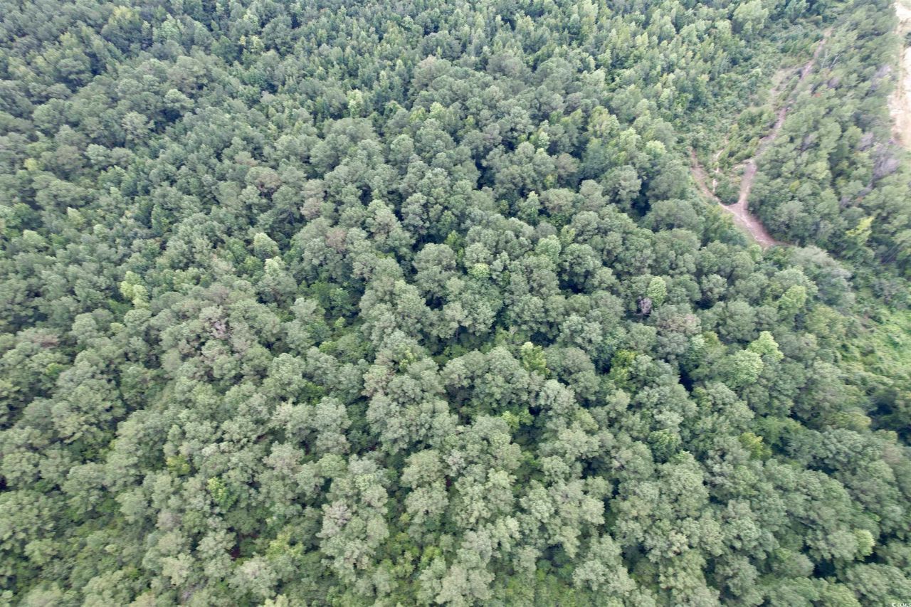 97.83 Acres-tbd Sugar Hill Fox Rd. Photo 10