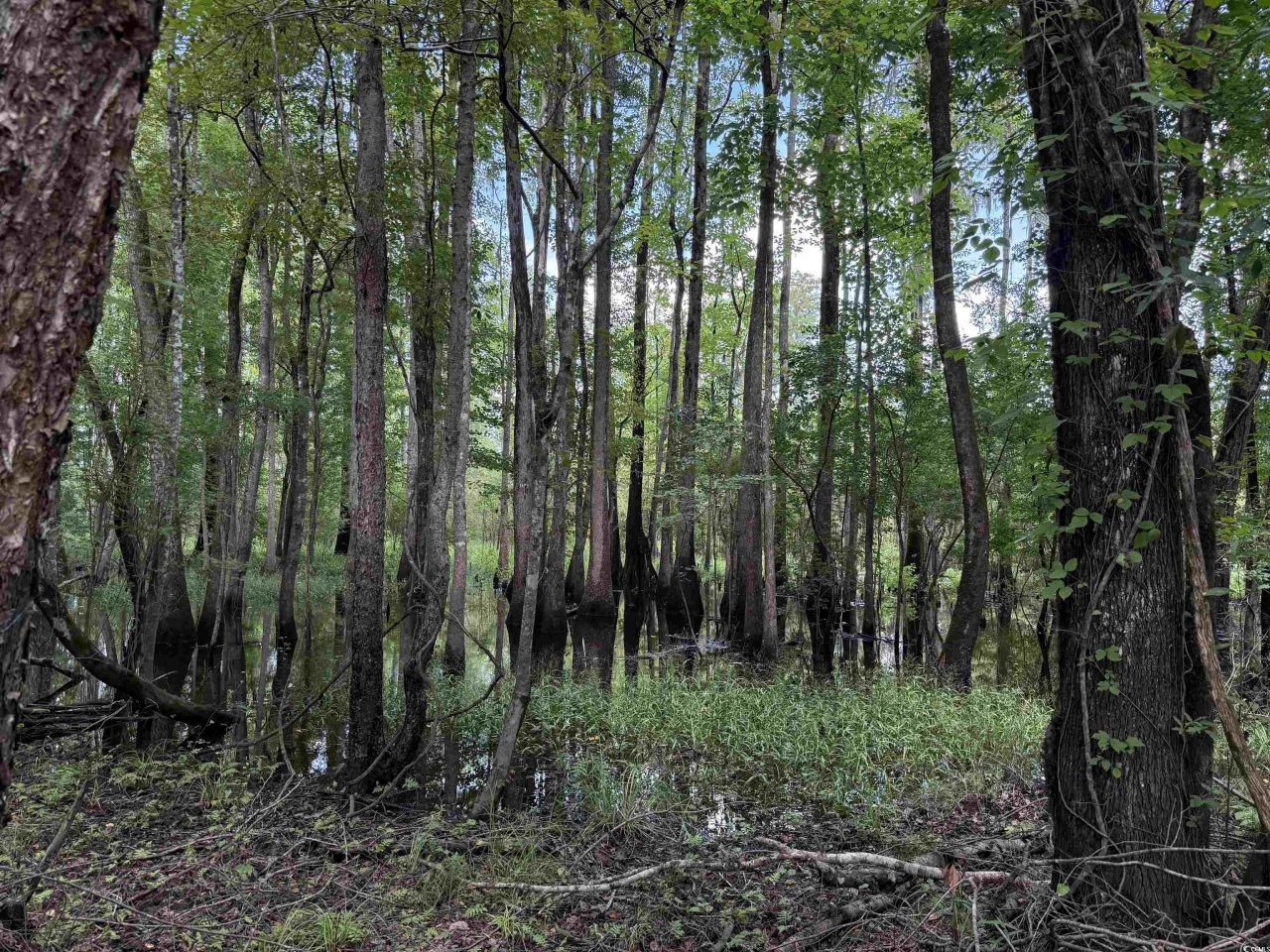 97.83 Acres-tbd Sugar Hill Fox Rd. Photo 16
