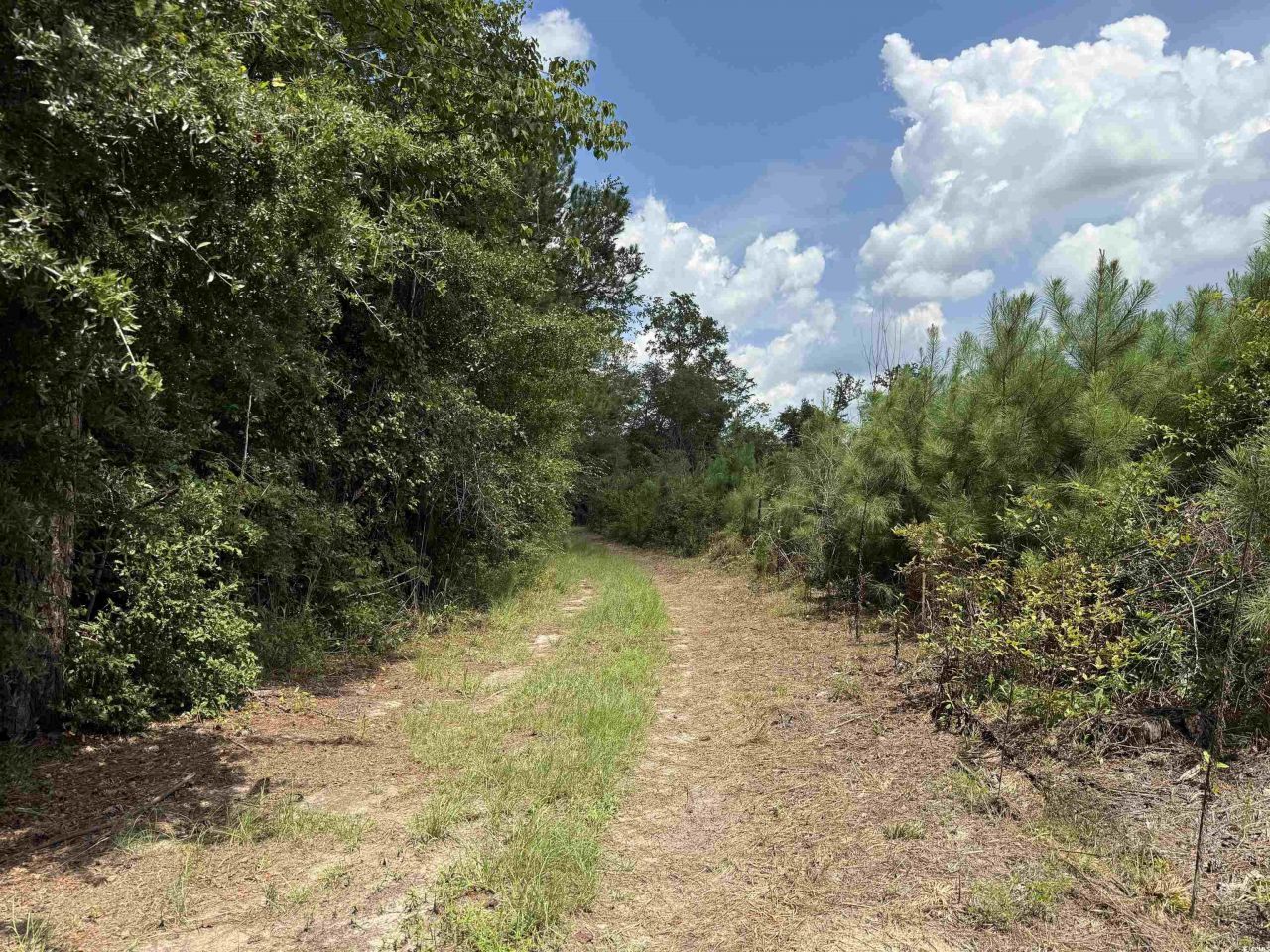 97.83 Acres-tbd Sugar Hill Fox Rd. Photo 18