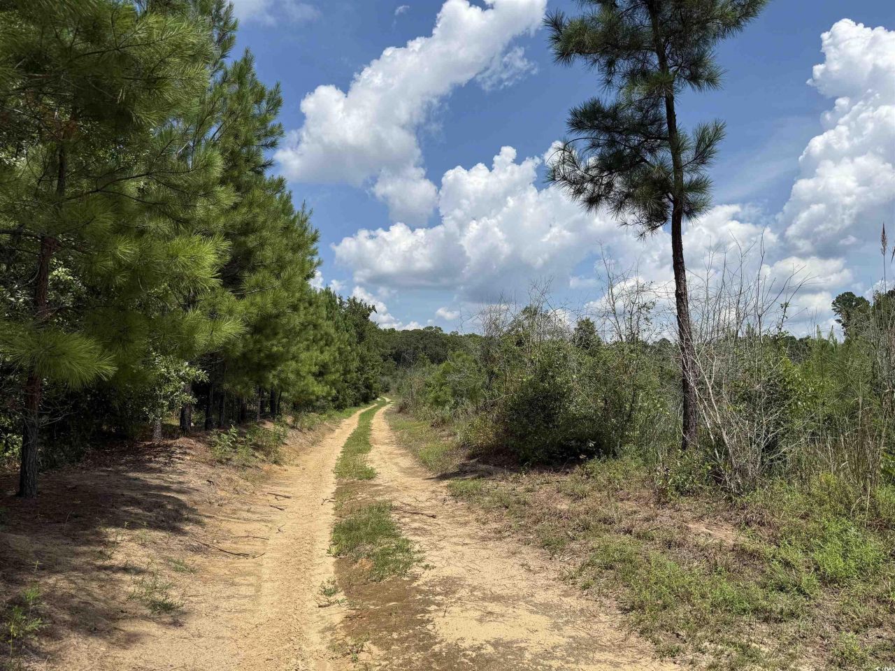 97.83 Acres-tbd Sugar Hill Fox Rd. Photo 22