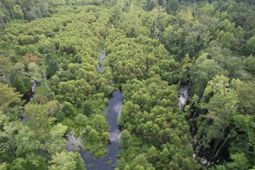 97.83 Acres-tbd Sugar Hill Fox Rd. photo 4