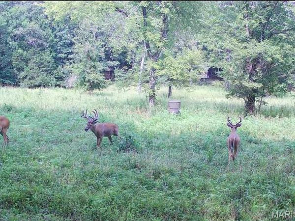 000 Carter 254, Grandin, MO 63943