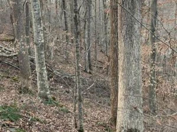 0 Salt Lick Road, Burkesville, KY 42717